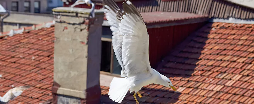 Residential Chimney Animal Removal Solution in Lakewood, CA